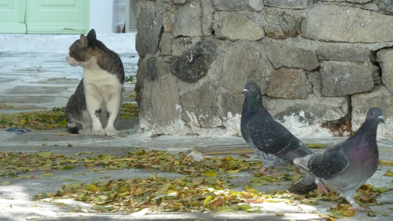 Mykonos cat 4.JPG
